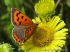 small copper (Lycaena phlaeas) Kenneth Noble